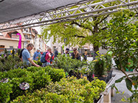Tag der offenen Gärtnereien 2024- Bild vergrößert sich bei Mausklick